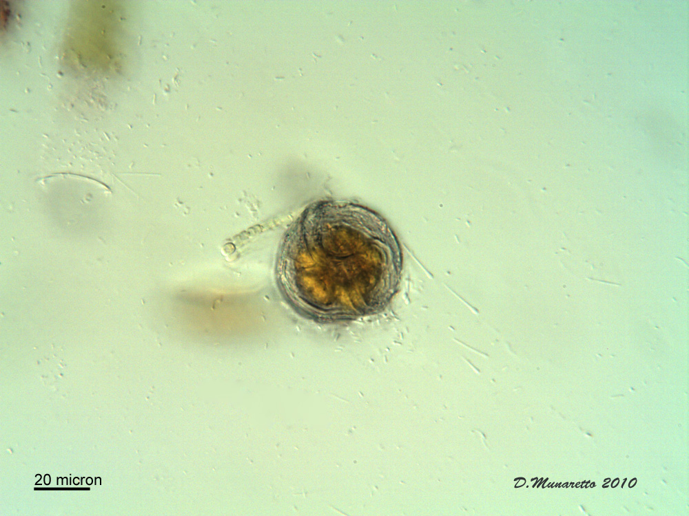 PERIDINIUM...incredibile!